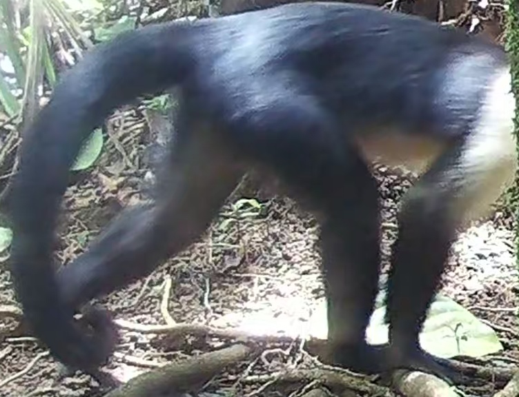 Panamanian white-faced capuchin