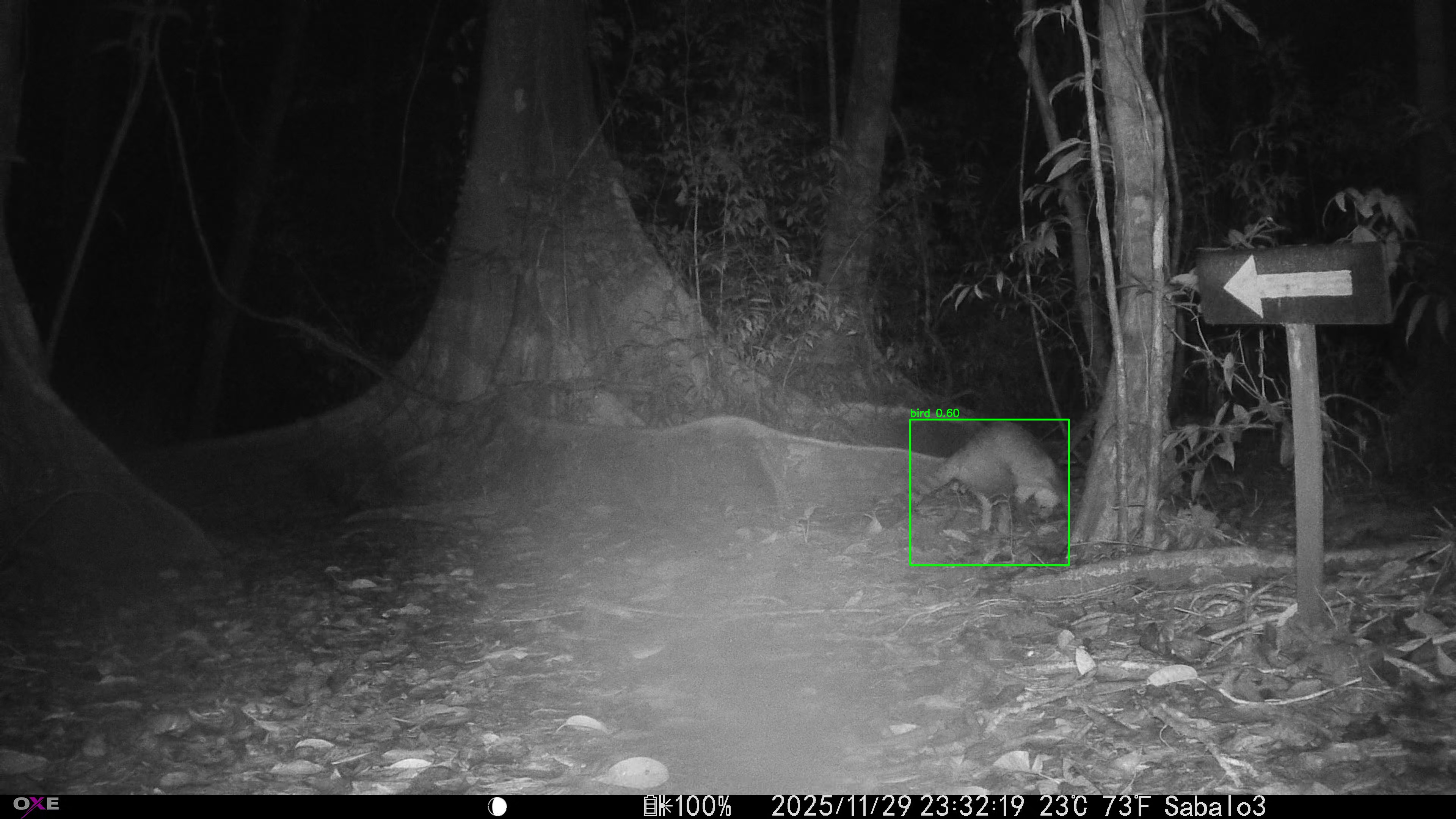 Common Raccoon