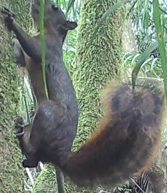 Red-tailed squirrel