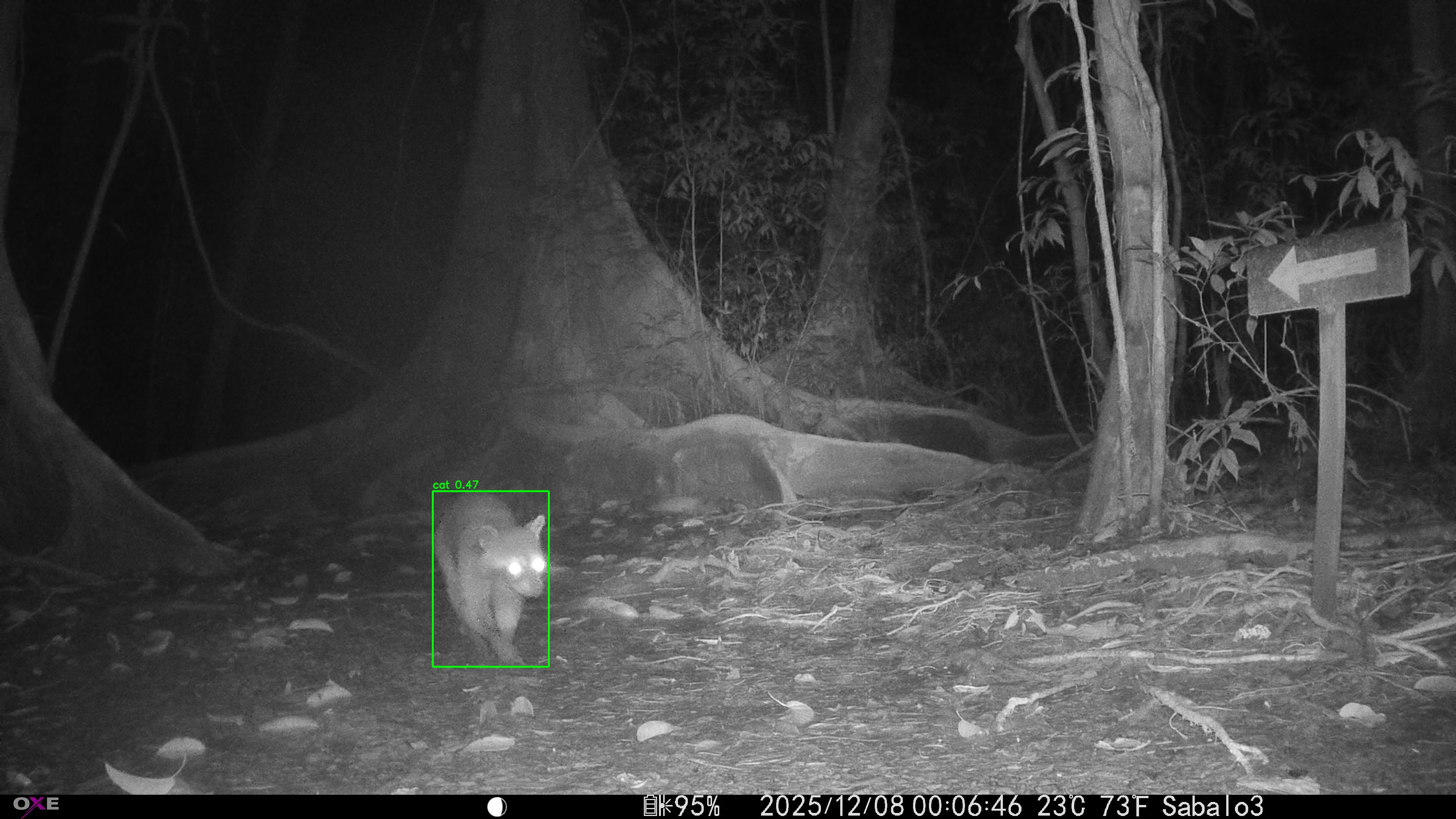 Common Raccoon