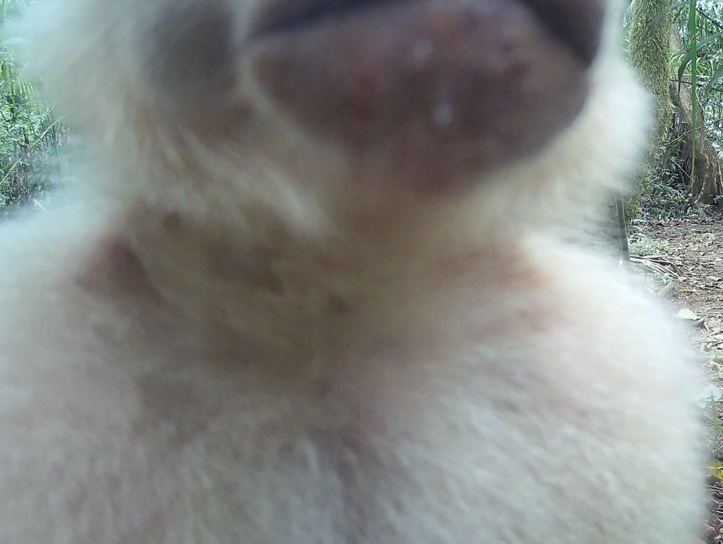 Ecuadorian white-fronted capuchin