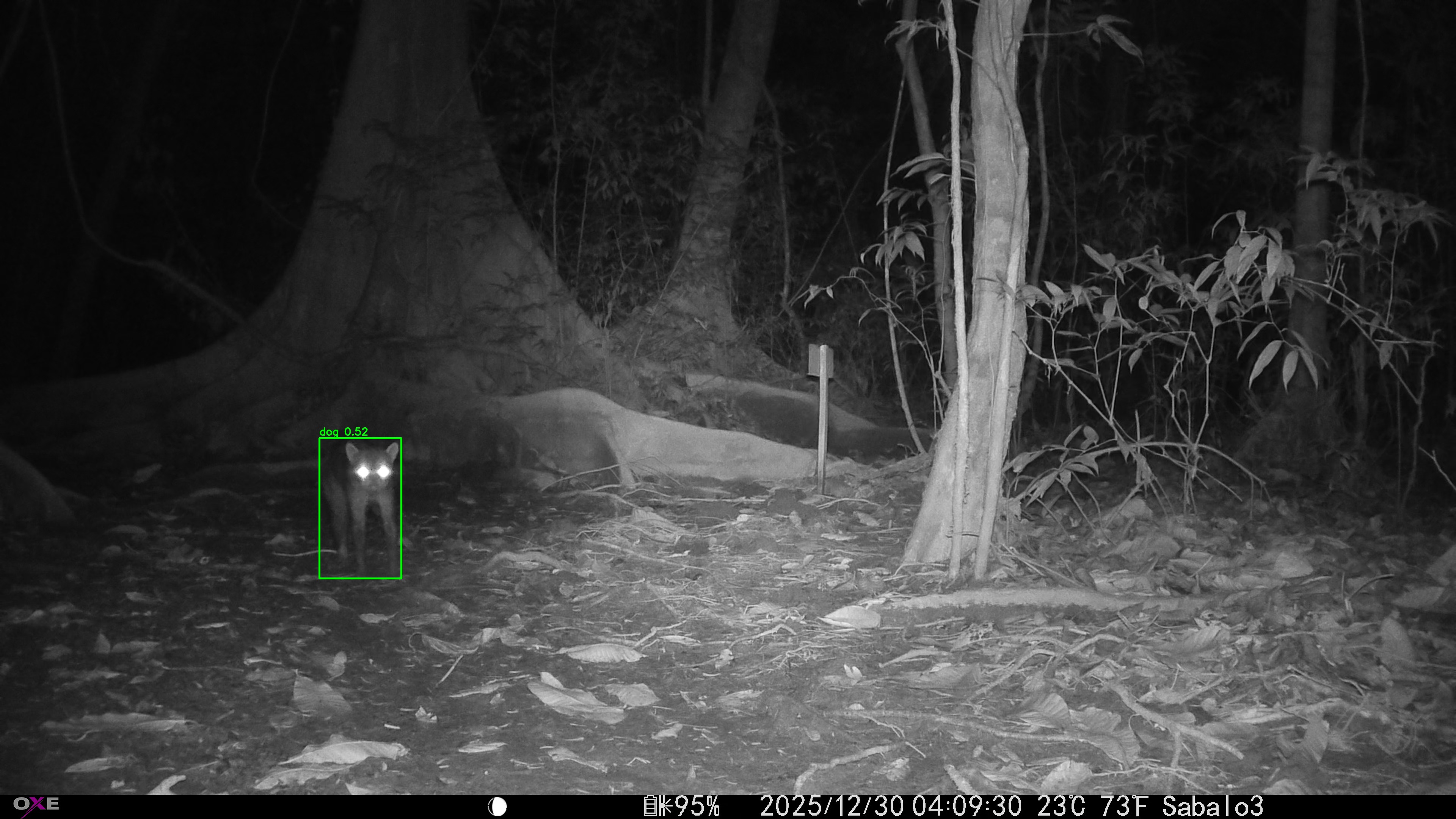 Common Raccoon