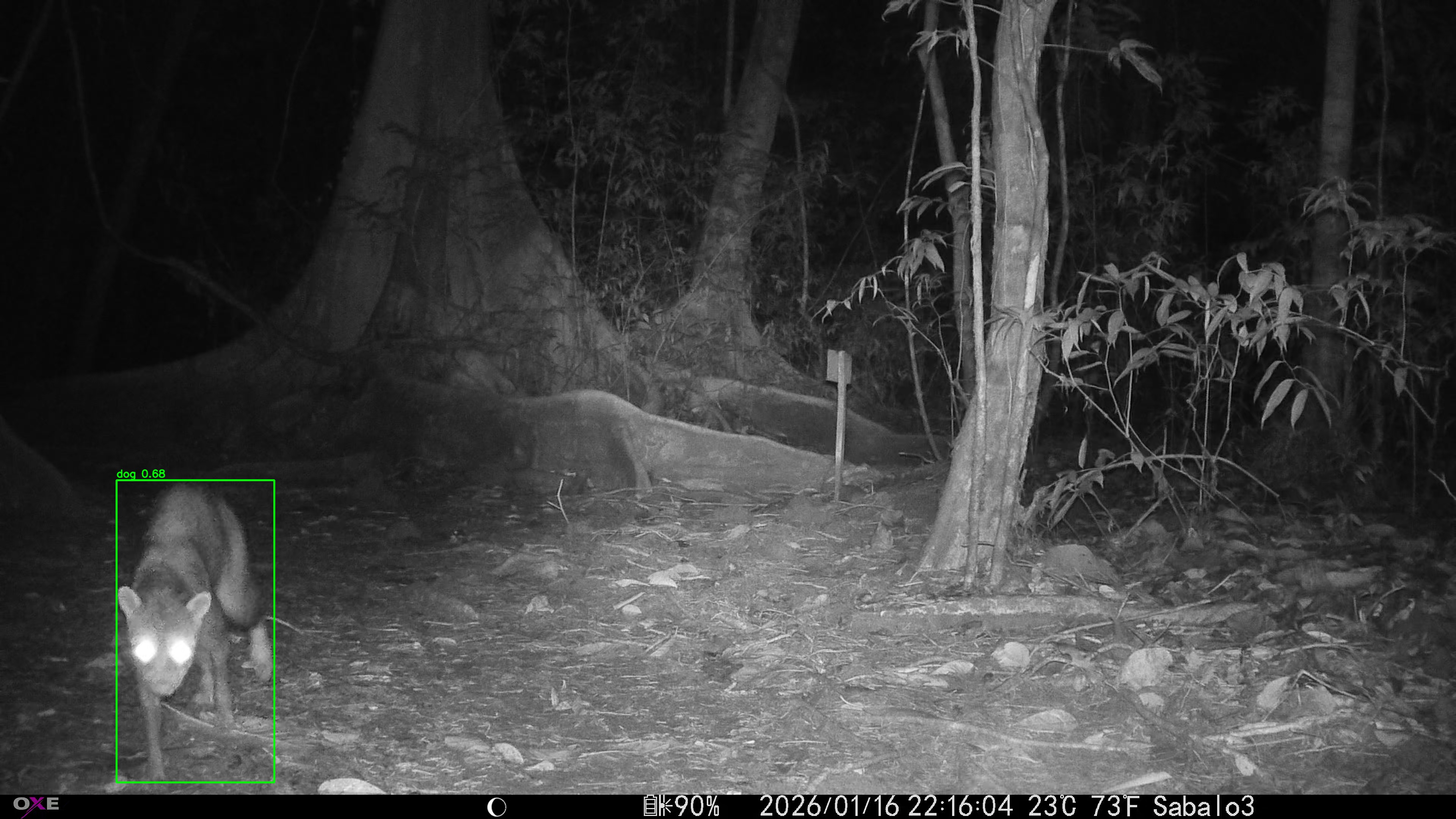 Common Raccoon