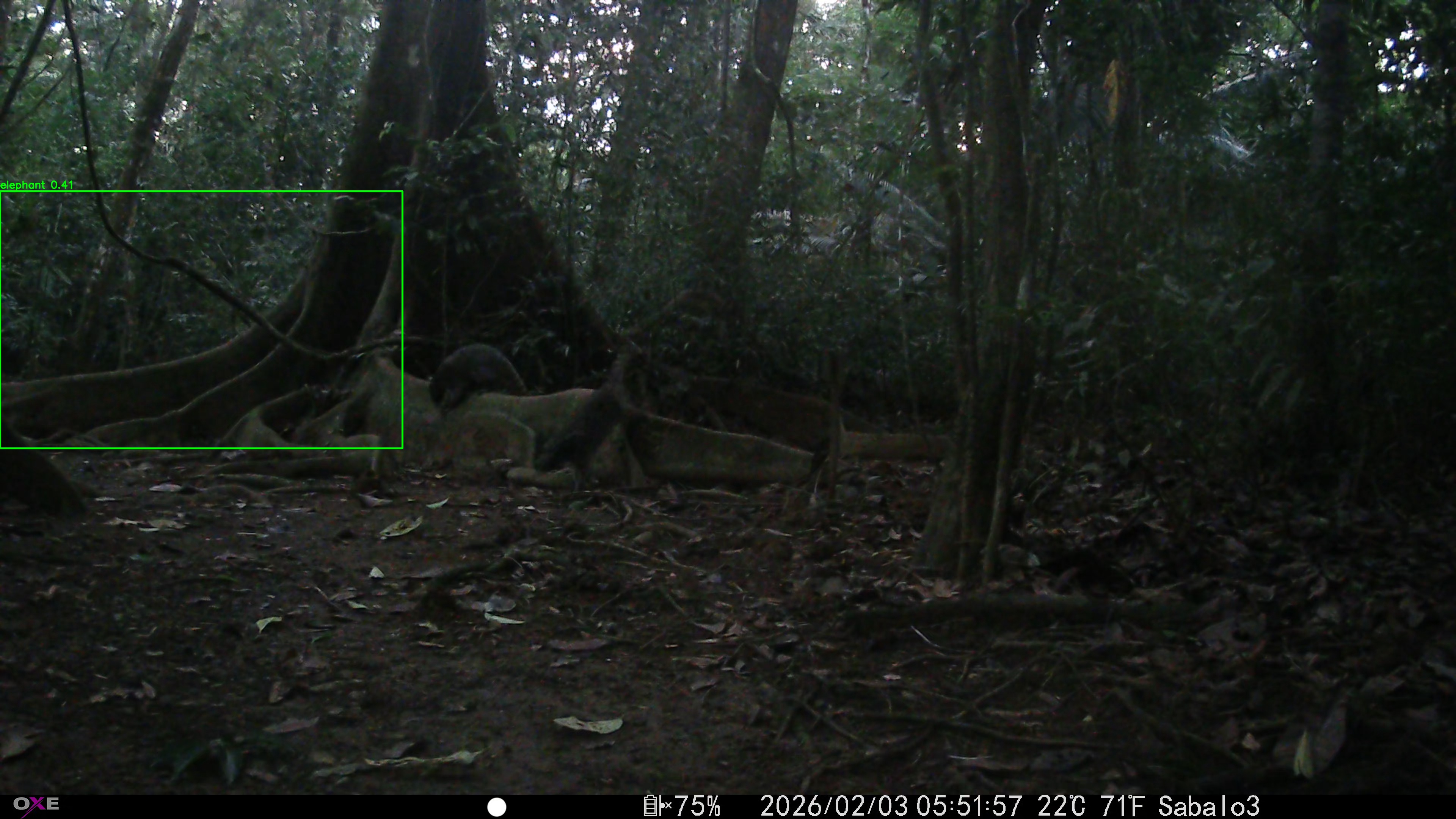 Common Raccoon
