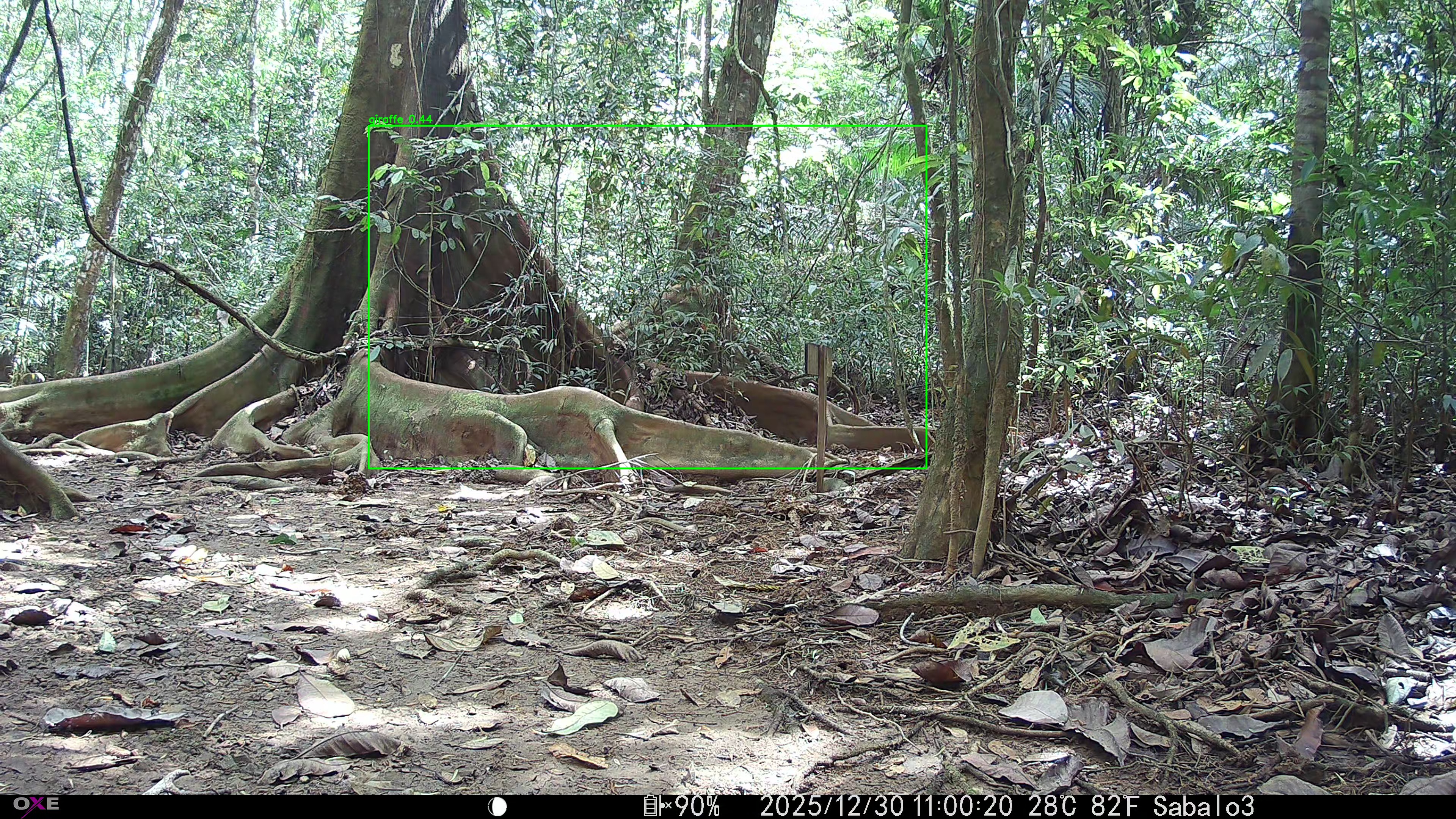 White-nosed coati