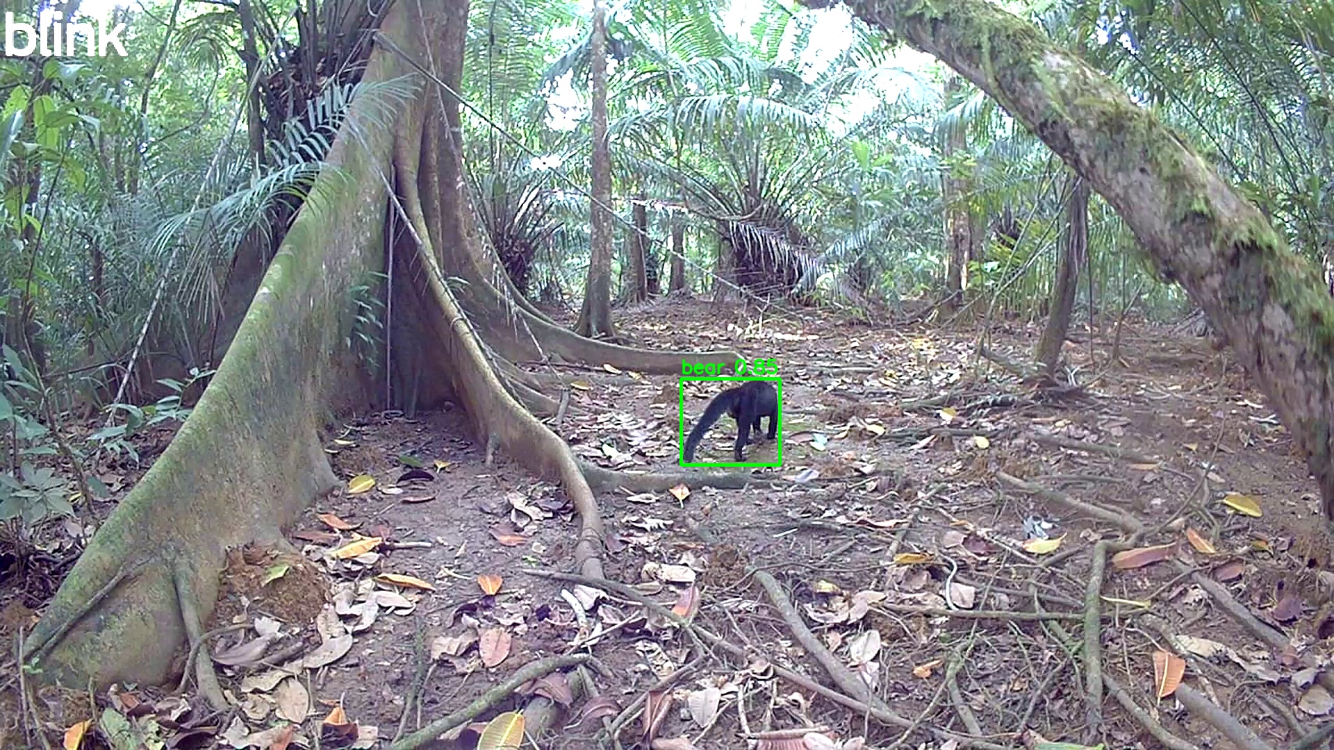 Panamanian Jaguarundi