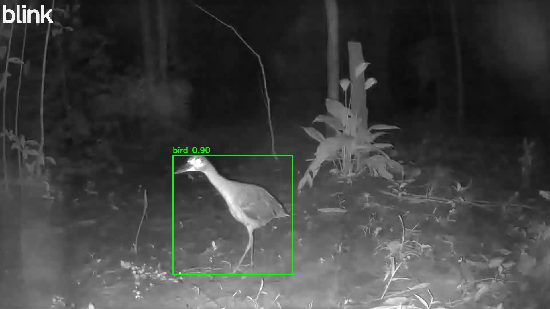 Yellow-crowned Night-Heron