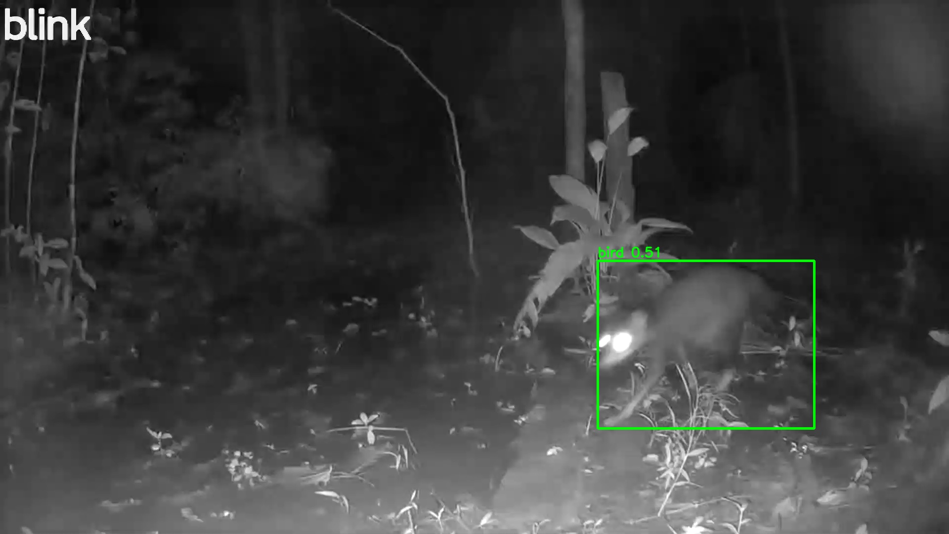 Crab-eating raccoon