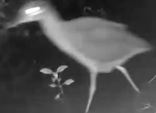 Double-striped Thick-knee