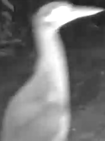 Black-crowned Night Heron