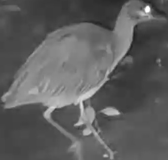 Black-crowned Night Heron