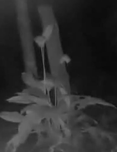 Common Raccoon