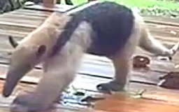 Northern Tamandua