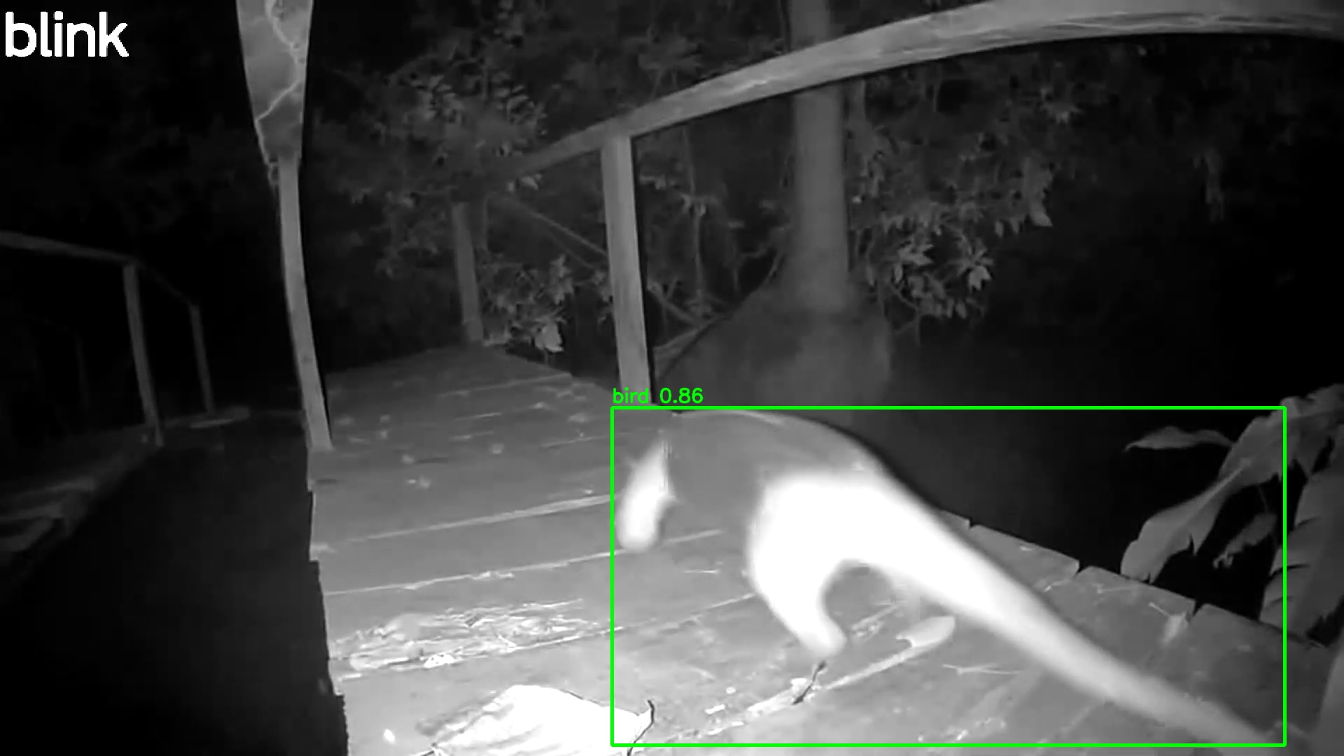 Southern Tamandua