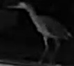 Heron