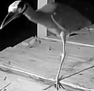Yellow-crowned Night Heron