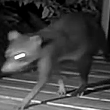 Common Raccoon