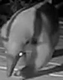 Northern tamandua