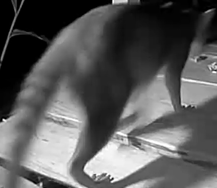 Raccoon
