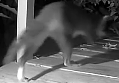 Northern Raccoon