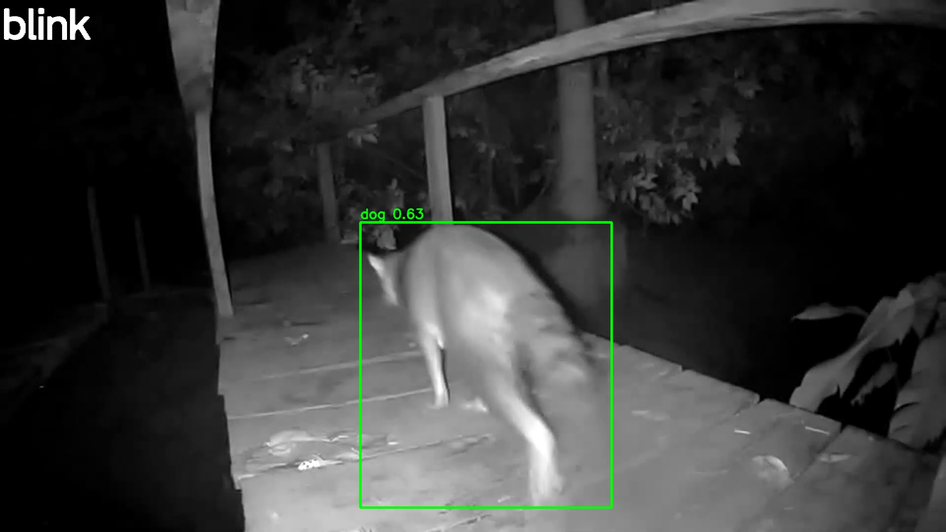 Raccoon