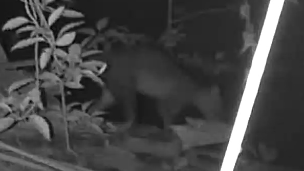 Common Raccoon