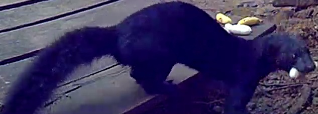 tayra