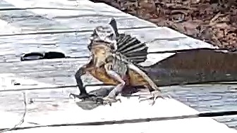Wildlife recorded at El Bosque Bridge