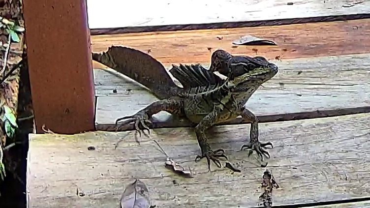 Wildlife recorded at El Bosque Bridge