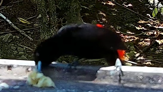 Wildlife recorded at Krmítko