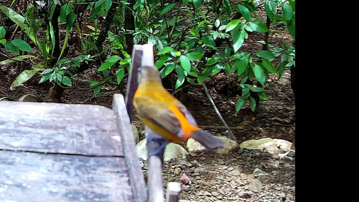 Wildlife recorded at Krmítko