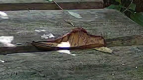 Wildlife recorded at Morpho bridge