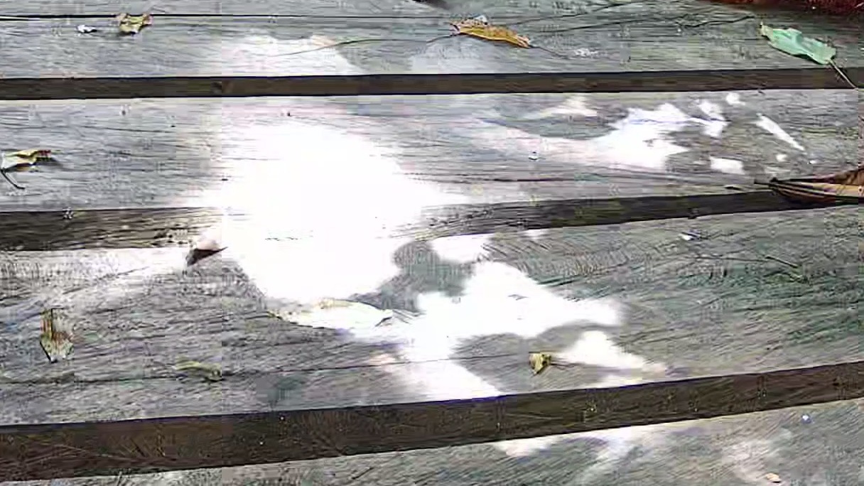 Wildlife recorded at Morpho bridge