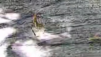 Wildlife recorded at Morpho bridge