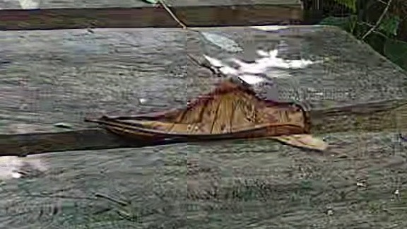Wildlife recorded at Morpho bridge