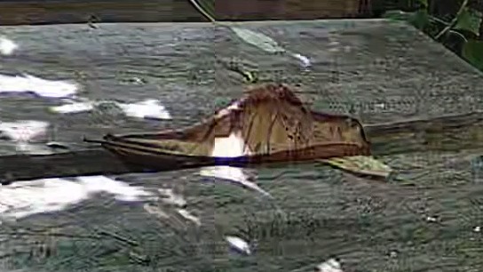 Wildlife recorded at Morpho bridge
